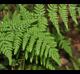 Woodsia obtusa