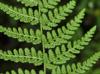 Woodsia obtusa