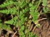 Woodsia obtusa
