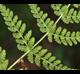 Woodsia obtusa