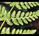 Woodsia obtusa