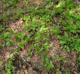 Woodwardia areolata