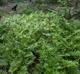 Woodwardia areolata